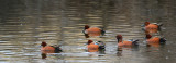 cinnamon teal