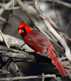 Northern Cardinal