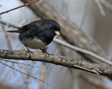 Slate colored Dark Eyed Junco