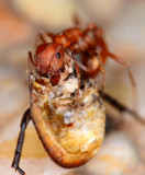 Harvester ant 200mm F4 with reversed 105mm bellows lens