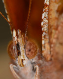 Question mark butterfly portrait.