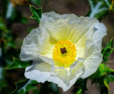 Prickly poppy in South Texas.