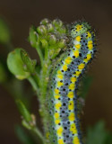 Checkered White caterpillar