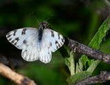 Female Checkered White