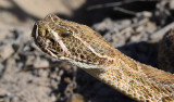 Prairie rattlesnake just north of town.