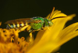 metallic green sweat bee