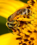 Sweat bee on skeleton leaf golden eye