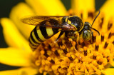 Sand wasp