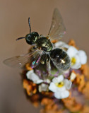 Sweat bee leaving frog fruit.