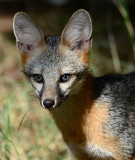 Gray fox with blue eyes in my yard.