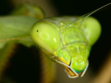 Bordered Mantis