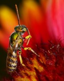 Sweat bee grooming. 