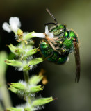 metallic green sweat bee