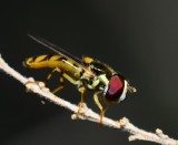 Syrphid/hover fly