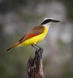 Great Kiskadee at the Salineno Birding Area.