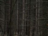 needles