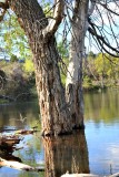 Hitch Rack Ranch pond