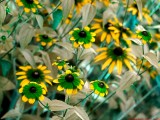 Rudbeckia_triloba_BV6_P1110374_c.jpg