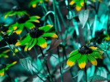 Rudbeckia_triloba_BV6_P1110890_c.jpg