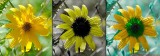 Helianthus_divaricatus_VIS-UV-BV 2b_c.jpg