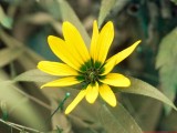 Helianthus_divaricatus_BV6_P1120330_c.jpg