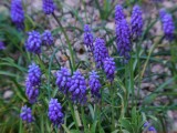 Muscari VIS P1150055_c.jpg