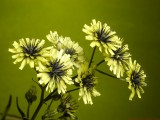 Hawksbeard2_JU_P1160831_c.jpg