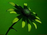 Rudbeckia_SU_P1180162_2_c.jpg