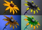 Rudbeckia 2014 VIS-UV-BV_c.jpg