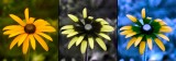 Rudbeckia UV-PL VIS-UV-BV P1220981_c.jpg