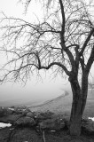 Fog and tree, Traverse City, MI