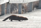 Vison dAmrique (Mink)