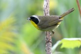 Paruline masquée (Common yellowthroat)