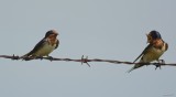 Hirondelle rustique (Barn swallow)