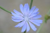 Chicore sauvage (Wild chicory)