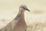 Tourterelle tigrine (Spotted Dove)