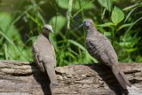 Goplie zbre (Zebra Dove)