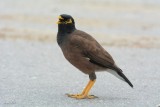 Martin triste (Common Myna)