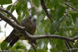Colombar giouanne (Pink-necked Green Pigeon)