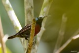 Soumanga de Hasselt (Van Hasselts Sunbird)