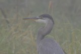 Grand hron (Great blue heron)