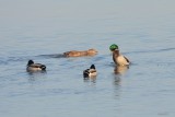 Canard colvert (Mallard)