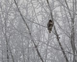 Buse à queue rousse (Red-tailed hawk)