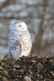 Harfang des Neiges (Snowy owl)
