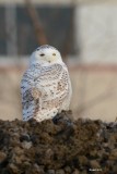 Harfang des neiges (Snowy owl)