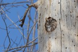 Petit-duc macul (Screech owl)