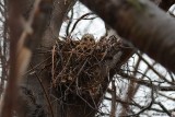 Buse  paulettes (Red-shouldered hawk)