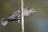 Carouge à épaulettes (Redwing blackbird)