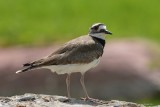 Pluvier kildeer (Killdeer)