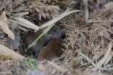 Campagnol (Vole)